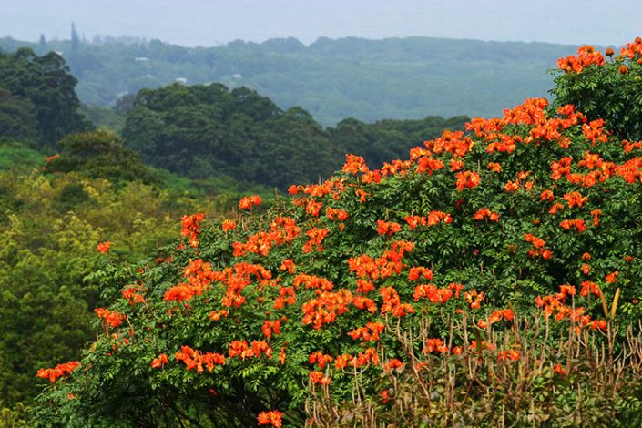 Буйство растительности по сторонам дороги. Африканское тюльпанное дерево.