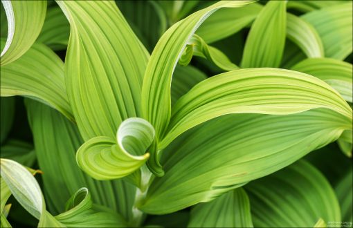 Veratrum viride – чемерица американская зелёная.