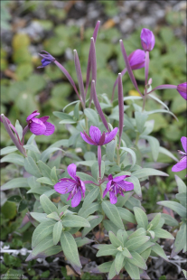 Иван-чай — род многолетних растений семейства кипрейные (Broad-leaf fireweed).