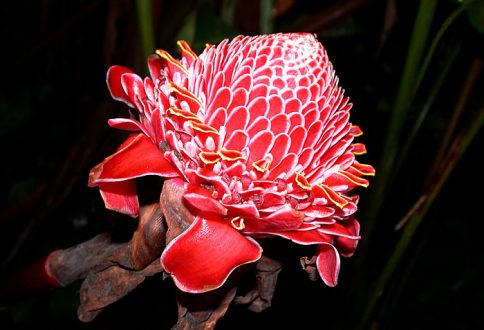 Torch ginger - привезен с острова Св. Маврикия в Индийском океане.