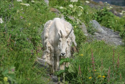 Неожиданная снежная коза навстречу.