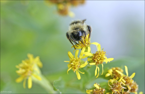 Шмель, вцепившийся в бутон.
