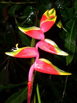 Heliconia. Красные бутоны являются не цветами, а листьями (прицветниками). Сами же цветы спрятаны внутри них.