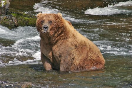 "Винни - Пух". Портрет 500-кг Винни-Пуха, он же альфа-самец и главарь на водопаде. Сидит по брюхо в воде, и переваривает те 100 кг лосося, что он уже успел сожрать за сегодня.