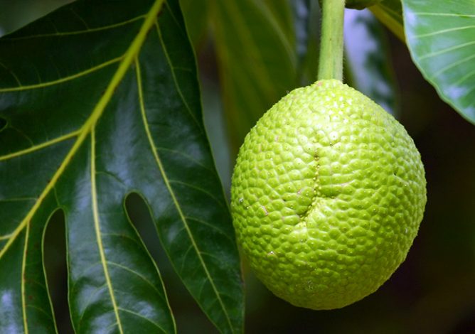Хлебное дерево с плодом.