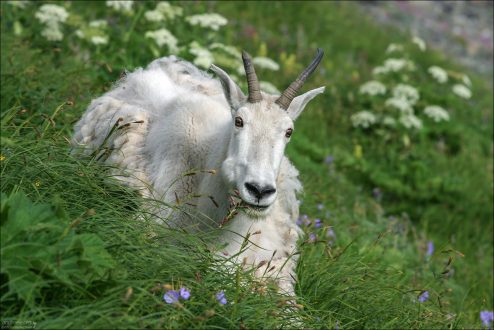 Портрет снежной козы.