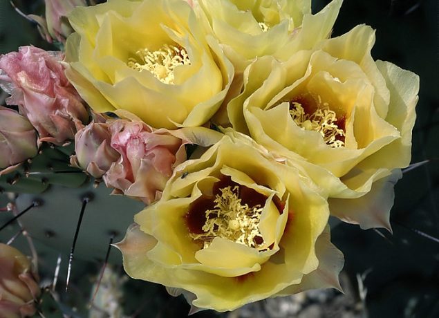 Букет из цветов грушевидного кактуса.