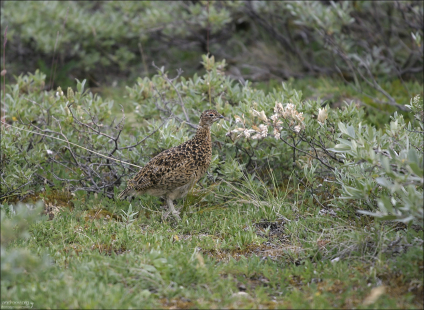Куропатка в бегах.