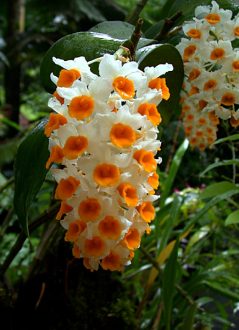 Древесная орхидея.