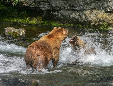 "Размер имеет значение". Медведь-трехлетка, т.е. подросток, делает вид, что нападает на самого главного и массивного медведя на водопаде (альфа-самца). Нужно это было трехлетке, чтобы завоевать авторитет своей компании, состоящей из трех молодых медведей. Видно было, насколько он боится подходить близко к туше альфа-самца, и даже страшное демонстрирование пасти всего лишь показуха. Большой спокойно стоял на месте, изредка порыкивая, чтобы молодежь не сильно выпендривалась. Никаких ответных действий не предпринимал, понимая, что в медвежьем мире размер имеет значение.