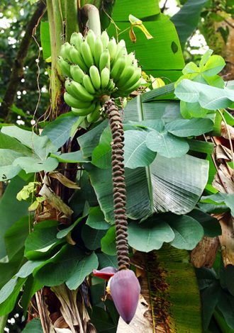 Банановое дерево с плодами и цветком.