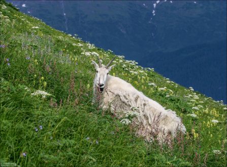 Линяющая снежная коза в зарослях луговых цветов.