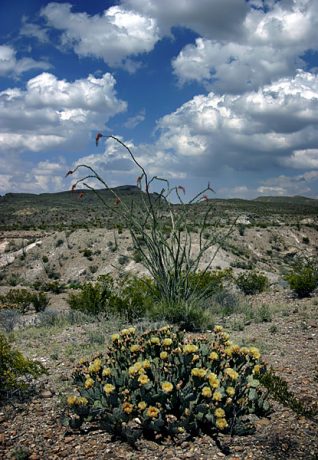 Куст грушевидного кактуса в цвету. Вдоль дороги Ross Maxwell scenic drive.
