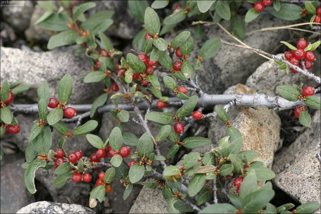 Медвежья ягода вороника.