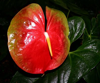 Anthurium.