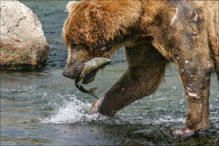 "Нелегкая добыча". Сильно израненный в драке медведь, но зато с честно завоеванным лососем.