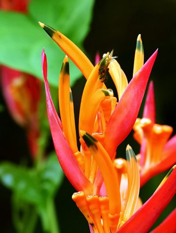 Цветок вечнозелёного растения"Райская птица" (Bird of paradise).