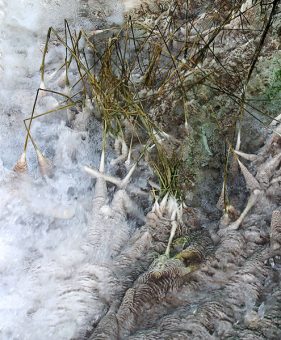 Трава, опутанная травертином (известковым туфом). Mammoth hot springs.