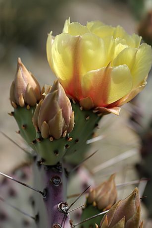Желтый бутон кактуса "Колючая груша" (Prickly Pear cactus).