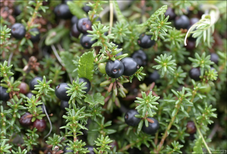 Ягода шикша.