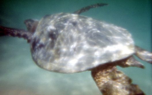 Курс в глубину... Зеленая морская черепаха.