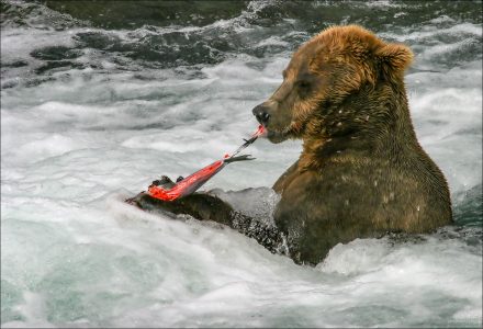 Медведица, обедающая лососем.