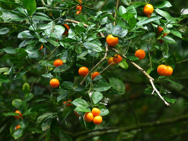 Дикорастущие мандарины.