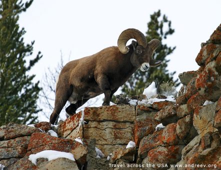 Баран-толсторог (Bighorn sheep) около парковой дороги.