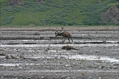 Карибу, переходящий Toklat river.