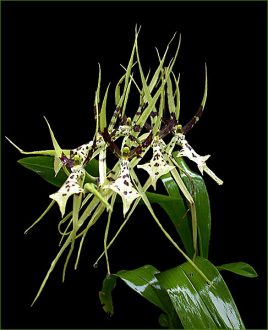 Орхидея-паук.