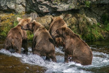 Молодые медведи-двухлетки.