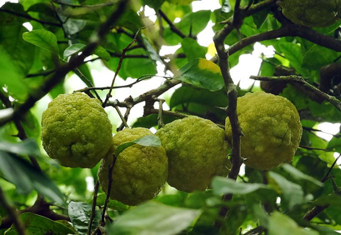 Гавайские апельсины (Ugly oranges).
