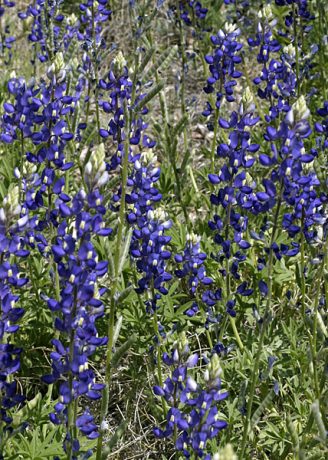 Официальный цветок штата Техас - Bluebonnet.