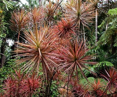 Гавайский ботанический сад.