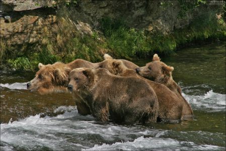 Группа молодых медведей.