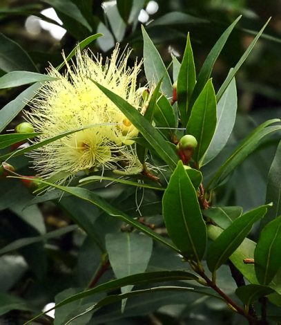 Пушистые цветы вечнозеленого растения Ohia tree (Каркас).