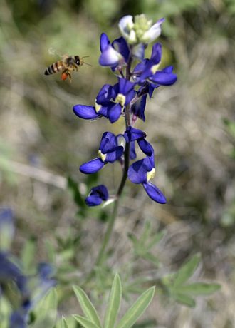 Пчела и техасский василек (Bluebonnet).