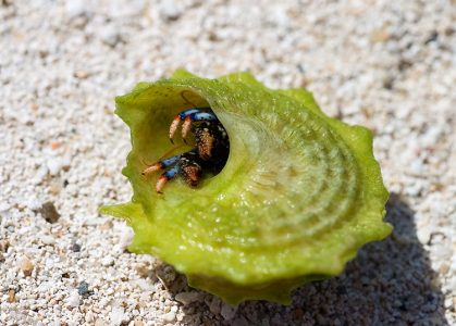 Новый хозяин раковины. Диаметр домика - 3 см.