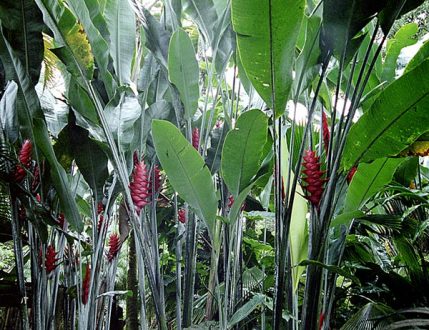 Геликоновые заросли.