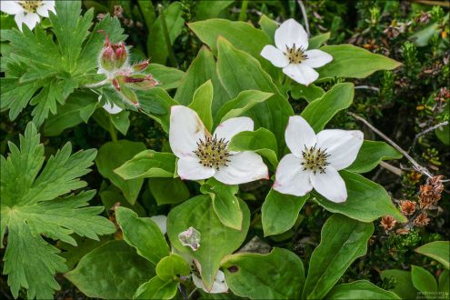 Dwarf Dogwood (Cornus canadensis) – Кизил карликовый.