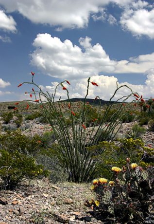 Растения пустыни. Вдоль дороги Ross Maxwell scenic drive.