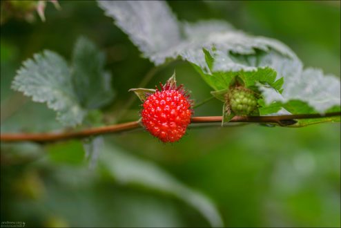 Ягодка малинка.