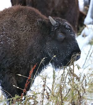 Меланхоличный бизон.