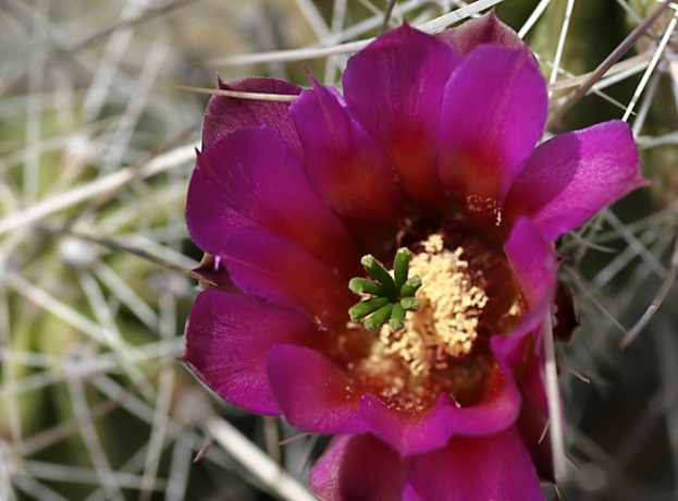 Бутон земляничного кактуса.