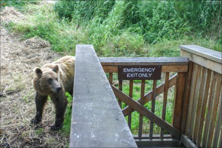 Посторонним медведям вход воспрещен.
