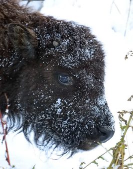 Мордочка бизоньего детеныша, присыпанная снегом.