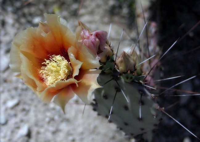 Желто-оранжевый бутон грушевидного кактуса.