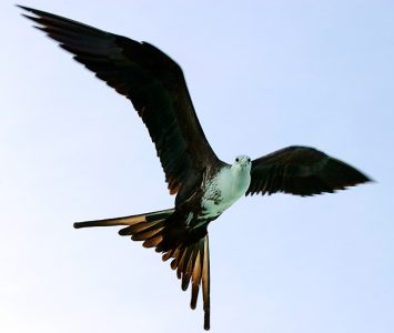 Самочка фрегата над лодкой. По пути к атоллу Turneffe.