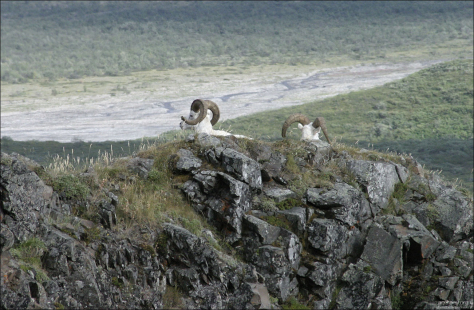 Овечки Dall sheep на перевале Sable pass.