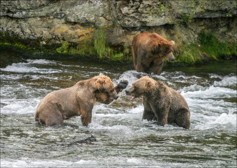 Молодые медведи, задирающие друг друга.